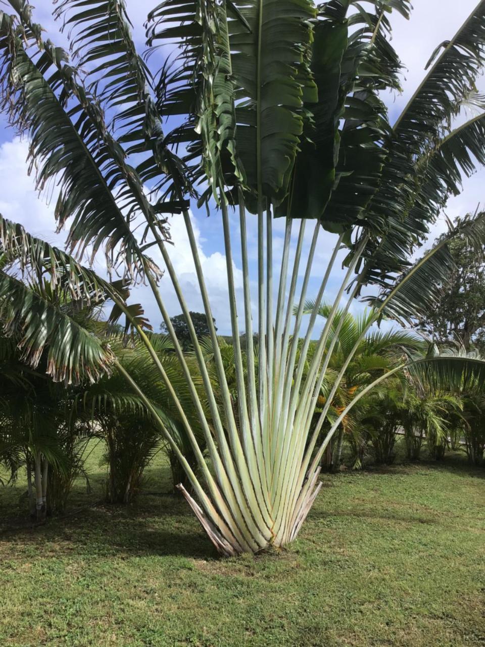Village De L'anse-a-l'eau Ferienhaus Saint-Francois (Grande-Terre)